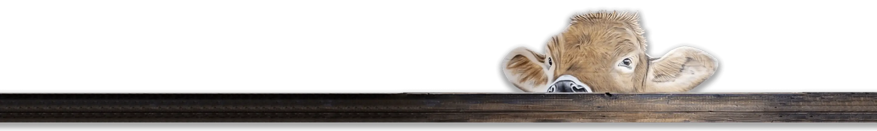 banner-overlay